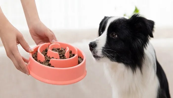 边境牧羊犬性格 边境牧羊犬的智商