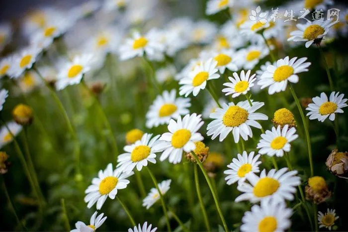 2019校园冬至活动策划方案精选5篇