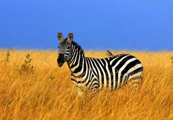 有没有人跟我一样觉得江一燕很漂亮的？