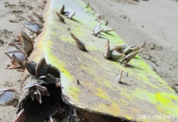 疑似MH370残骸被冲上海滩,带来新希望,失踪飞机谜团可以解开吗?