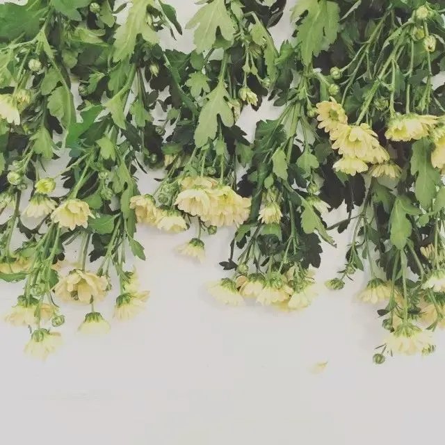 【面料】据说今年秋天流行把植物穿上身，印花届三大“新晋网红”来了！