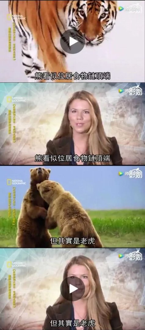 老虎和北极熊,谁更厉害?