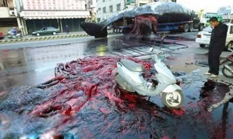 鲸鱼爆炸的原因 威力有多大，现象叫什么