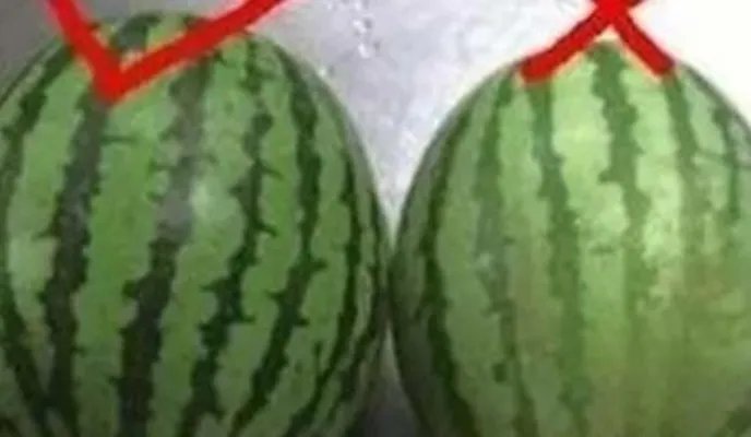 西瓜也分公母?原来我这么多年一直吃错了(组图)
