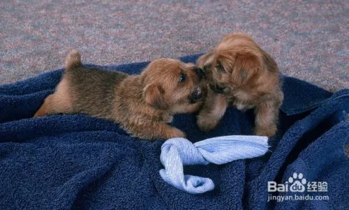 杭州狗主人被刑拘,日常遛狗需要注意什么?