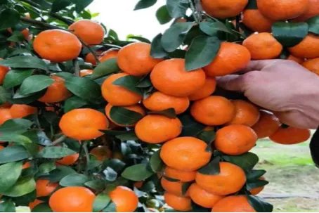 中国十大柑橘之乡是哪里