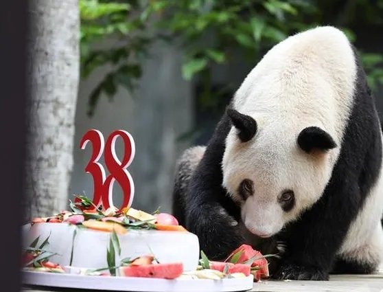 世上最年长熊猫迎38岁生日，这只大熊猫的身体状态如何？