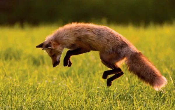 稀缺红狐为什么偏偏在大兴安岭出没，而不是其他地方？