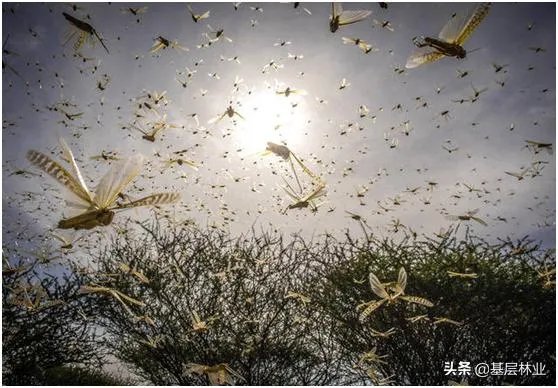 如何看待黄脊竹蝗已经入侵我国云南普洱市累积发生面积近10万亩，将会造成什么样的影响?应该如何应对？