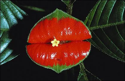 有趣的植物资料