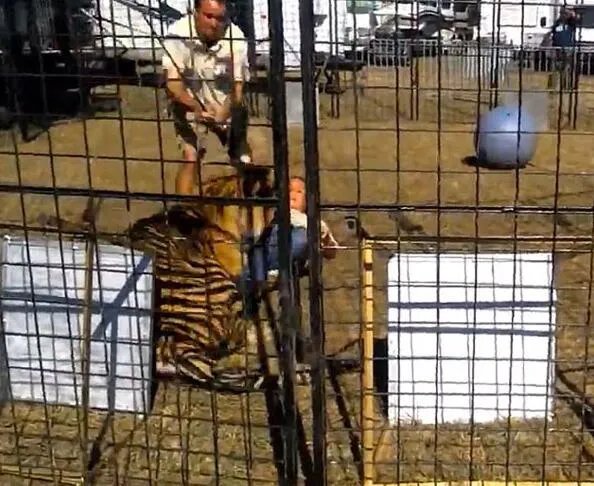 女驯兽师表演时遭老虎咬 被老虎拖行险象环生