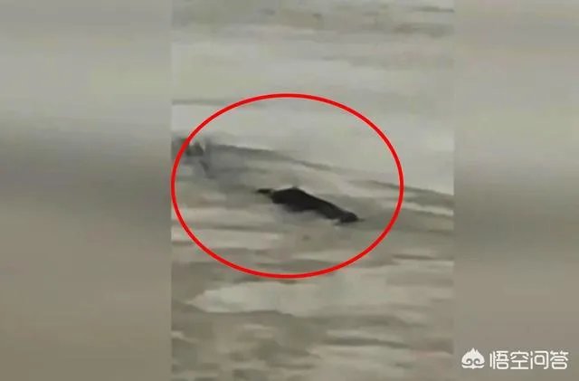 前几天出现的“三峡水怪”是什么，会是未知的生物吗？