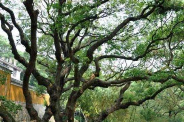 请写出6种我国特有的珍稀植物名称