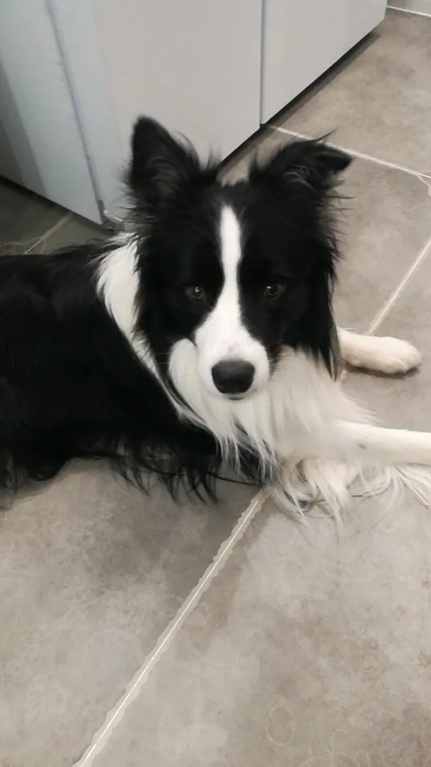 都说边境牧羊犬的智商第一,真的是这样吗?