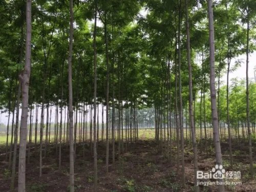 泓森槐的药用价值