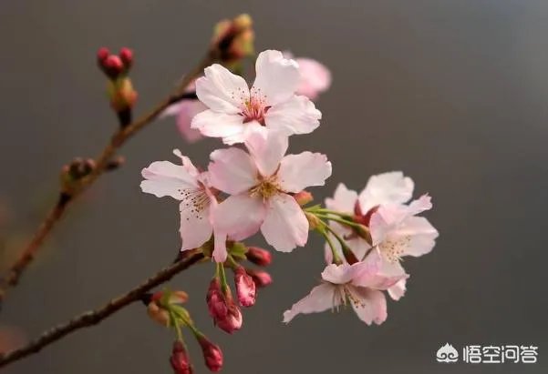 北京玉渊潭的樱花开了吗?