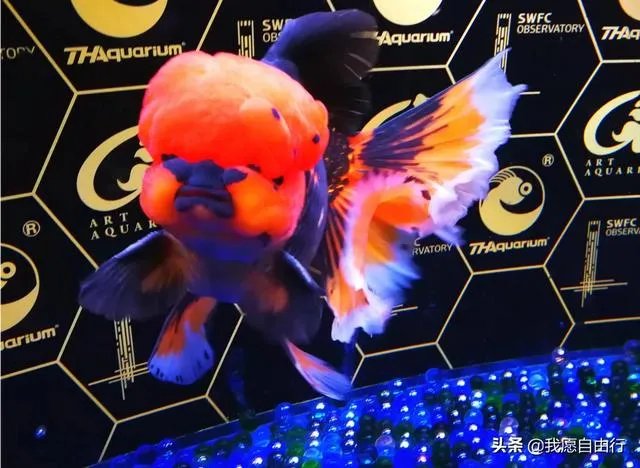 上海环球金融中心观光天阁好玩不?