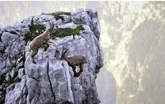 两只山羊悬崖边搏斗输者会被迫怎么做？