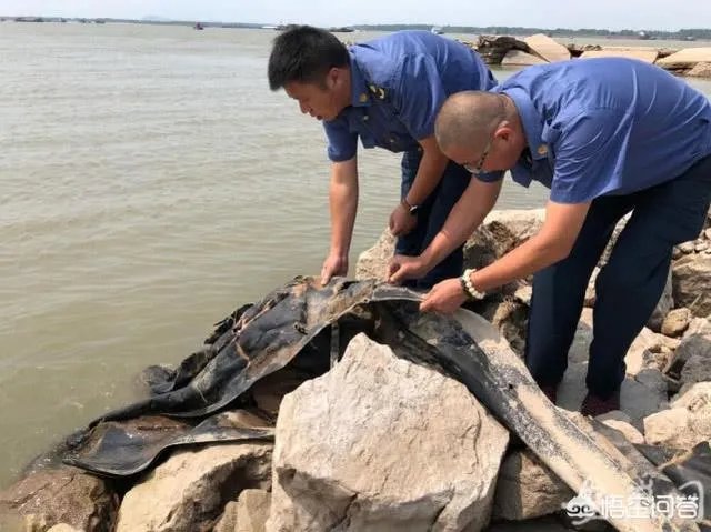 前几天出现的“三峡水怪”是什么，会是未知的生物吗？