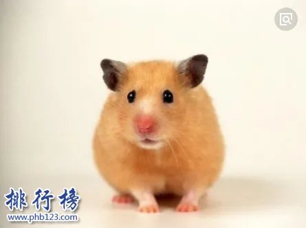 哪些宠物比较好养呢？2018十大小型宠物便宜又好养排行榜