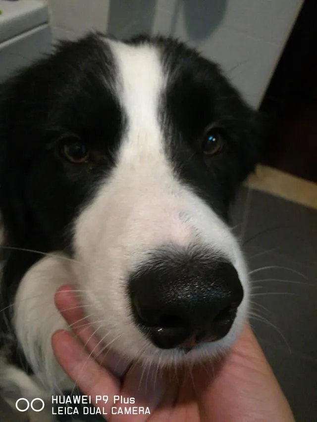 都说边境牧羊犬的智商第一,真的是这样吗?