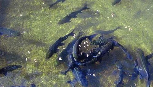 农户挖出神秘鱼泉一夜暴富   百年不遇的鱼泉引人入胜！