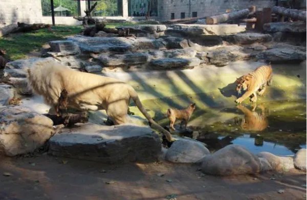 上海动物园群熊撕咬饲养员，猛兽饲养员和猛兽间到底有没有感情？