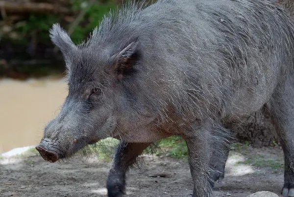理塘男子被野猪攻击遇难，野猪成灾，伤人不断，为何仍要保护它？