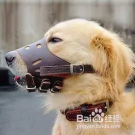 杭州狗主人被刑拘,日常遛狗需要注意什么?