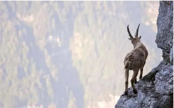 两只山羊悬崖边搏斗输者会被迫怎么做？