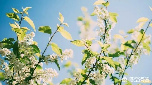 您是怎样喜欢上广场舞的，有没有一次偶然的原因呢？