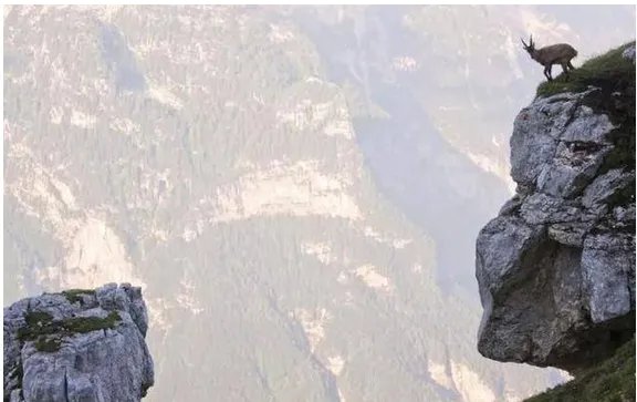 两只山羊悬崖边搏斗输者会被迫怎么做？