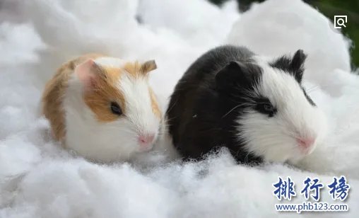 哪些宠物比较好养呢？2018十大小型宠物便宜又好养排行榜