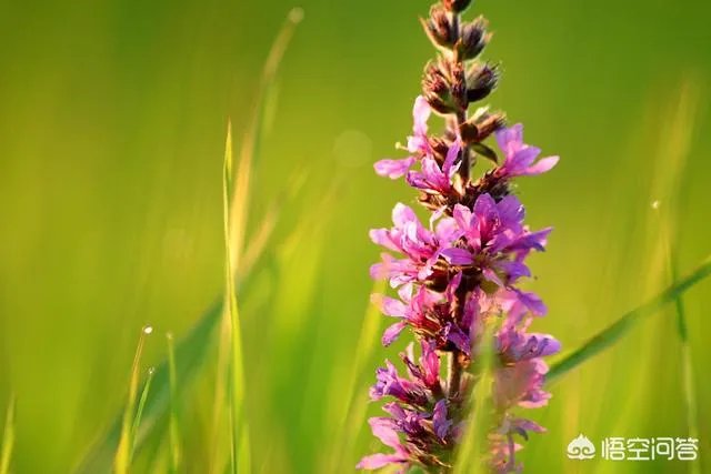 摄影作品，什么题材适合浅景深，什么题材适合大景深？