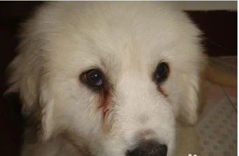 狗狗泪痕怎么解决?