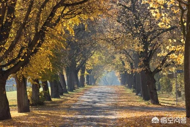 摄影作品，什么题材适合浅景深，什么题材适合大景深？