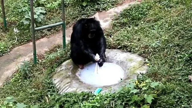 重庆动物园黑猩猩爱洗衣被评为“动物界劳模”,它的手法有多娴熟?