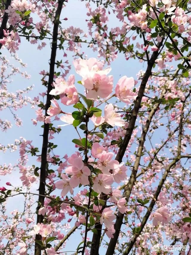 为何有些人喜欢去澳洲旅游？