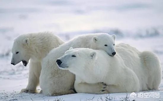 老虎和北极熊,谁更厉害?