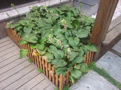 三星I919 拍照摄影