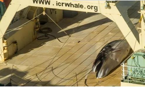 日本南极偷猎鲸鱼是怎么回事？