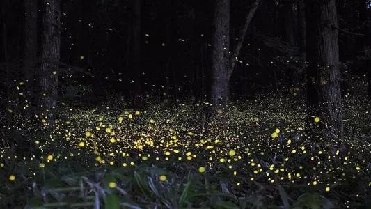 萤火虫在发光的时候也发热吗