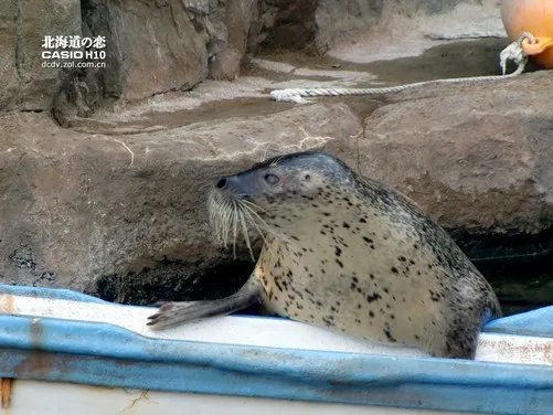 北海道之恋 卡西欧H10日本游记第二季