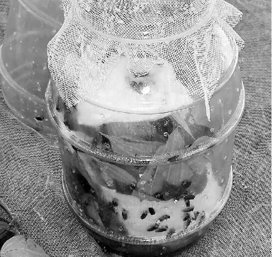 卖萤火虫年入百万是怎么回事?