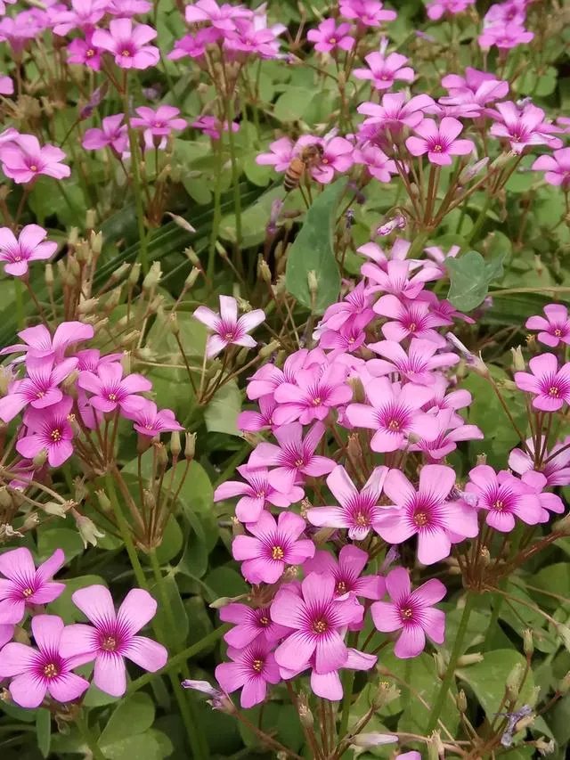 如何看待《演员的诞生》第7期，宋丹丹评价袁立的话？