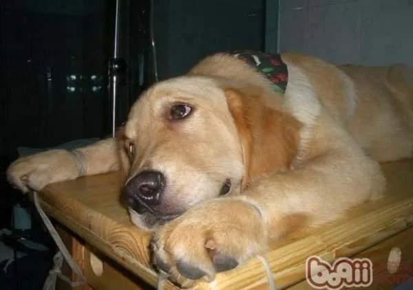 犬瘟热晚期怎么治疗啊？