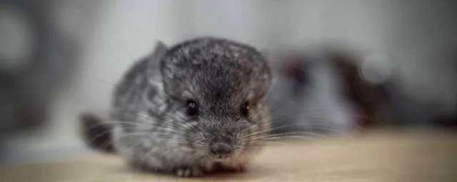 宠物龙猫是猫吗