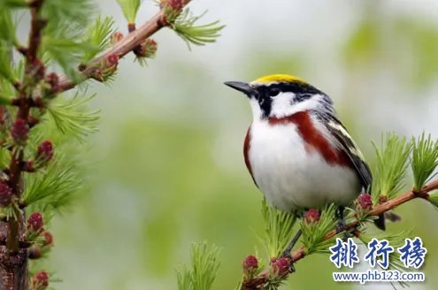 哪些宠物比较好养呢？2018十大小型宠物便宜又好养排行榜