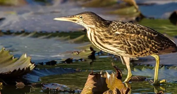 小鸟遇人僵直脖子伪装枯草，这只小鸟是什么品种？