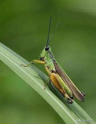 如何看待黄脊竹蝗已经入侵我国云南普洱市累积发生面积近10万亩，将会造成什么样的影响?应该如何应对？